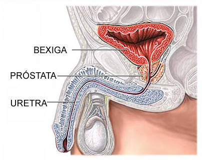 O que é prostata?